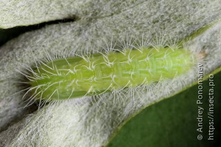 Hellinsia lienigianus