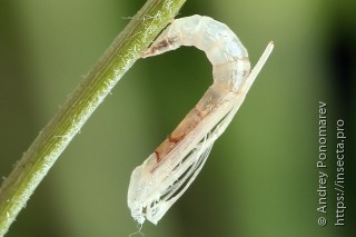 Stenoptilia pterodactyla