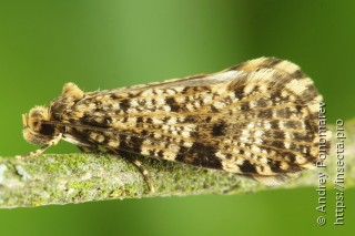 Самка  (Morophaga choragella)