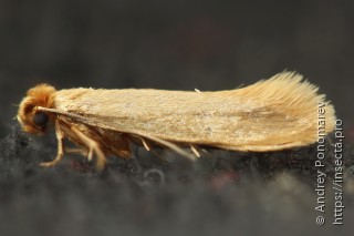 Самка  (Tineola bisselliella)