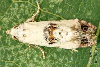 Cochylis hybridella