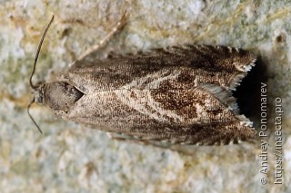 Cydia cornucopiae