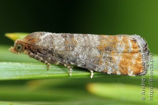 Самец  Pseudococcyx turionella