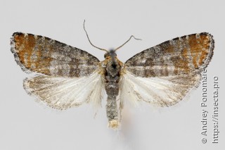 Pseudococcyx turionella