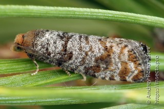 Самка  Pseudococcyx turionella