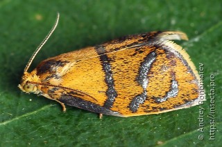Самец  (Ptycholoma lecheana)