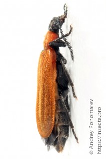 Schizotus pectinicornis