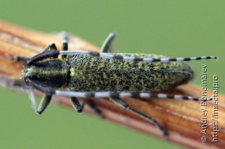 Agapanthia villosoviridescens