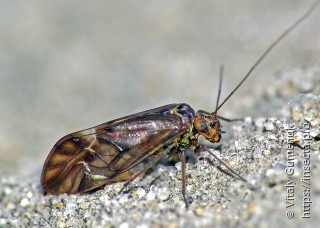 Metylophorus nebulosus