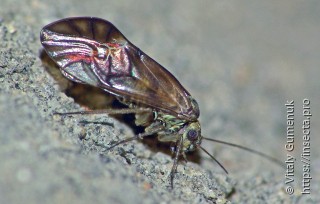 Metylophorus nebulosus