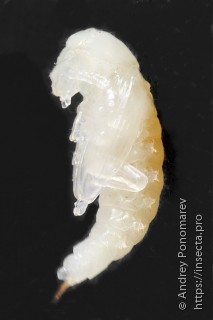 Bolitophagus reticulatus
