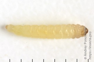 Eriocrania semipurpurella