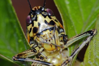 Eupholidoptera