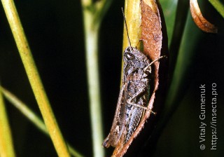 Chorthippus brunneus brunneus