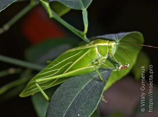 Phaneropteridae