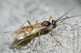 Formicidae