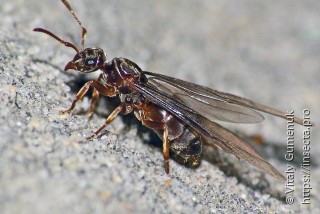 Formicidae