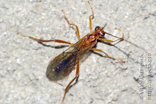 Opheltes glaucopterus