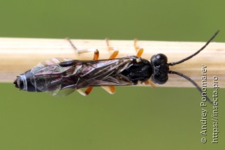Strongylogaster filicis