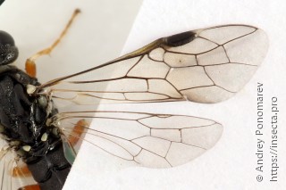 Strongylogaster filicis