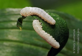 Личинка  Phymatocera aterrima