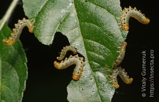 Личинка  Pristiphora maesta