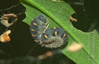 Личинка  Tenthredo mandibularis
