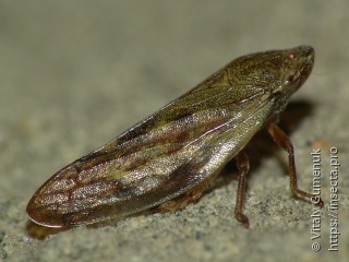 Aphrophoridae