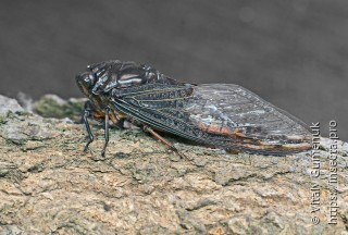 Cicadidae