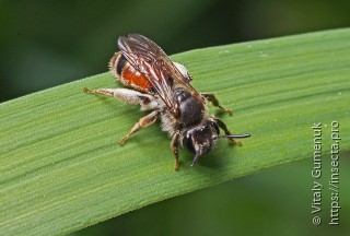 Andrena