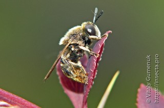 Apidae