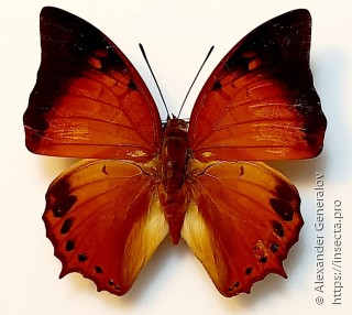 Charaxes affinis affinis