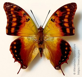 Charaxes candiope