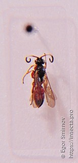 Ichneumoninae