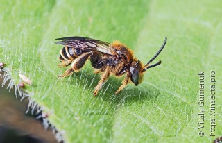 Megachile