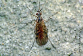 Anisopodidae