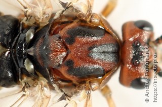 Amauronematus mundus