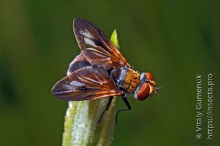 Phasia hemiptera
