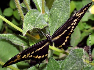 Papilio cresphontes