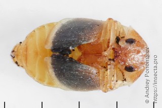 Dorcatoma dresdensis