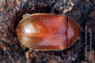 Dorcatoma dresdensis