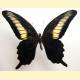 Papilio oenomaus