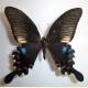 Papilio polyctor