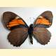 Papilio euterpinus