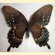 Papilio troilus