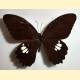Papilio castor