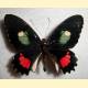 Parides iphidamas = Papilio achelous