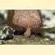 Dendrolimus pini — Коконопряд сосновый