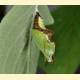 Limenitis camilla japonica