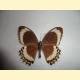 Papilio fuscus lapathus